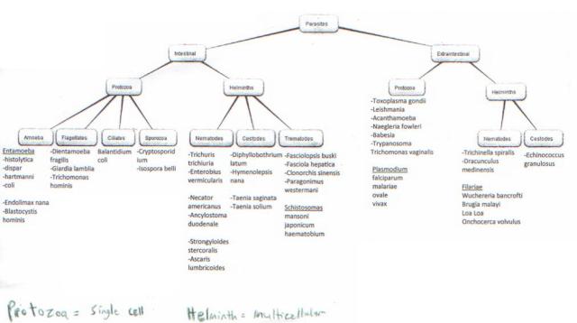 parasitology flowchart